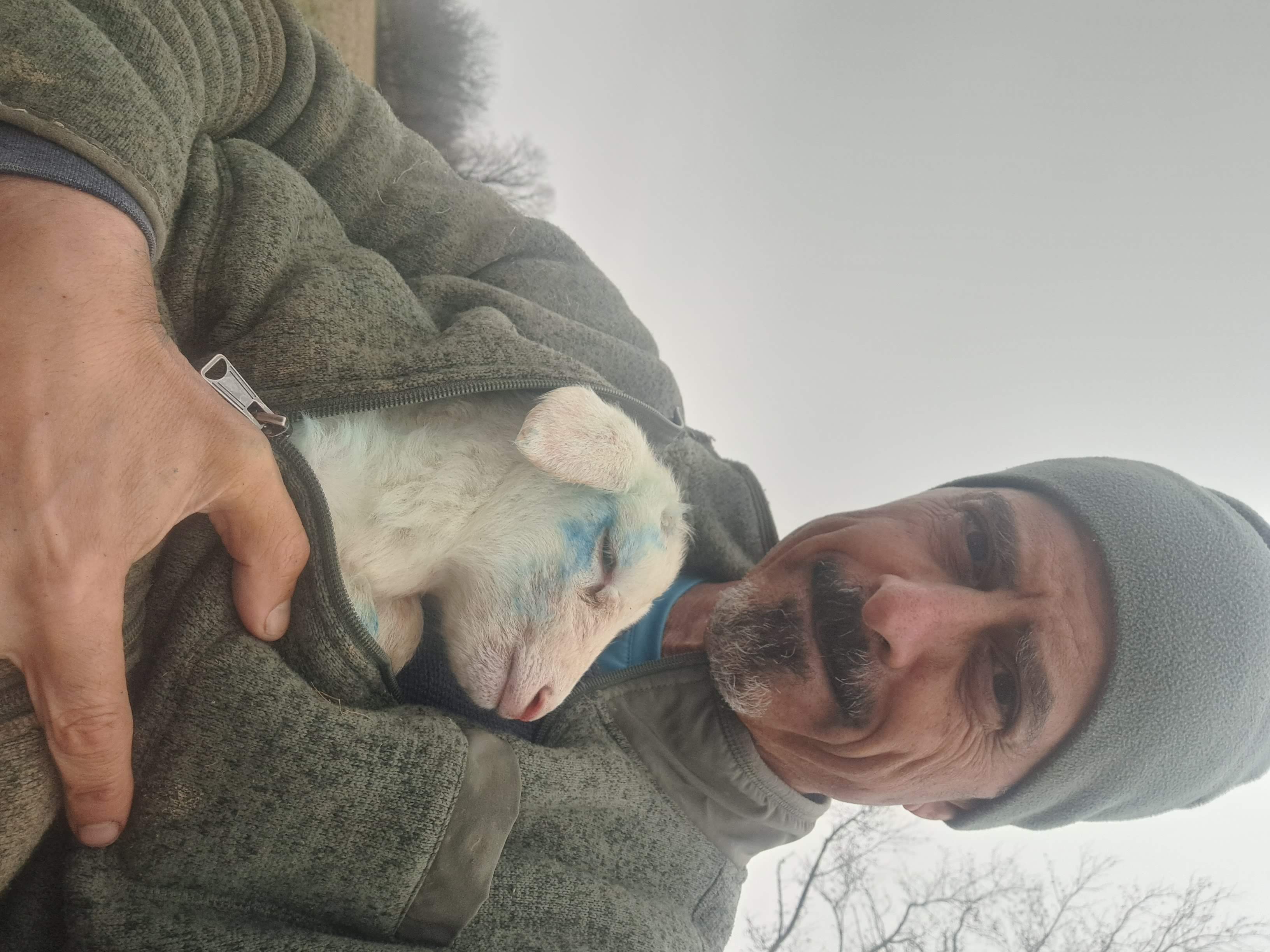 Newborn lamb in the farmer's hands