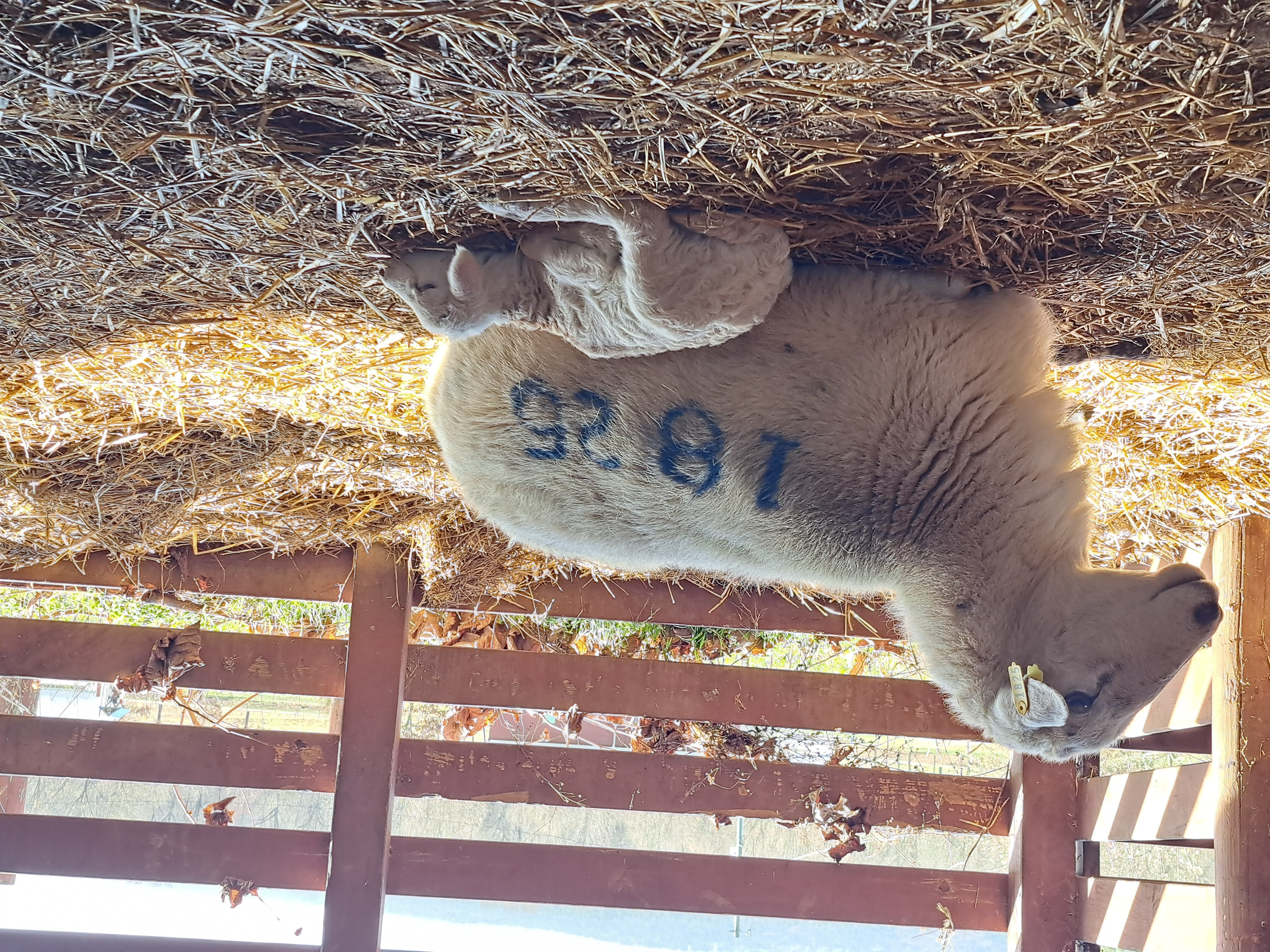 Ewe with sleeping newborn lamb