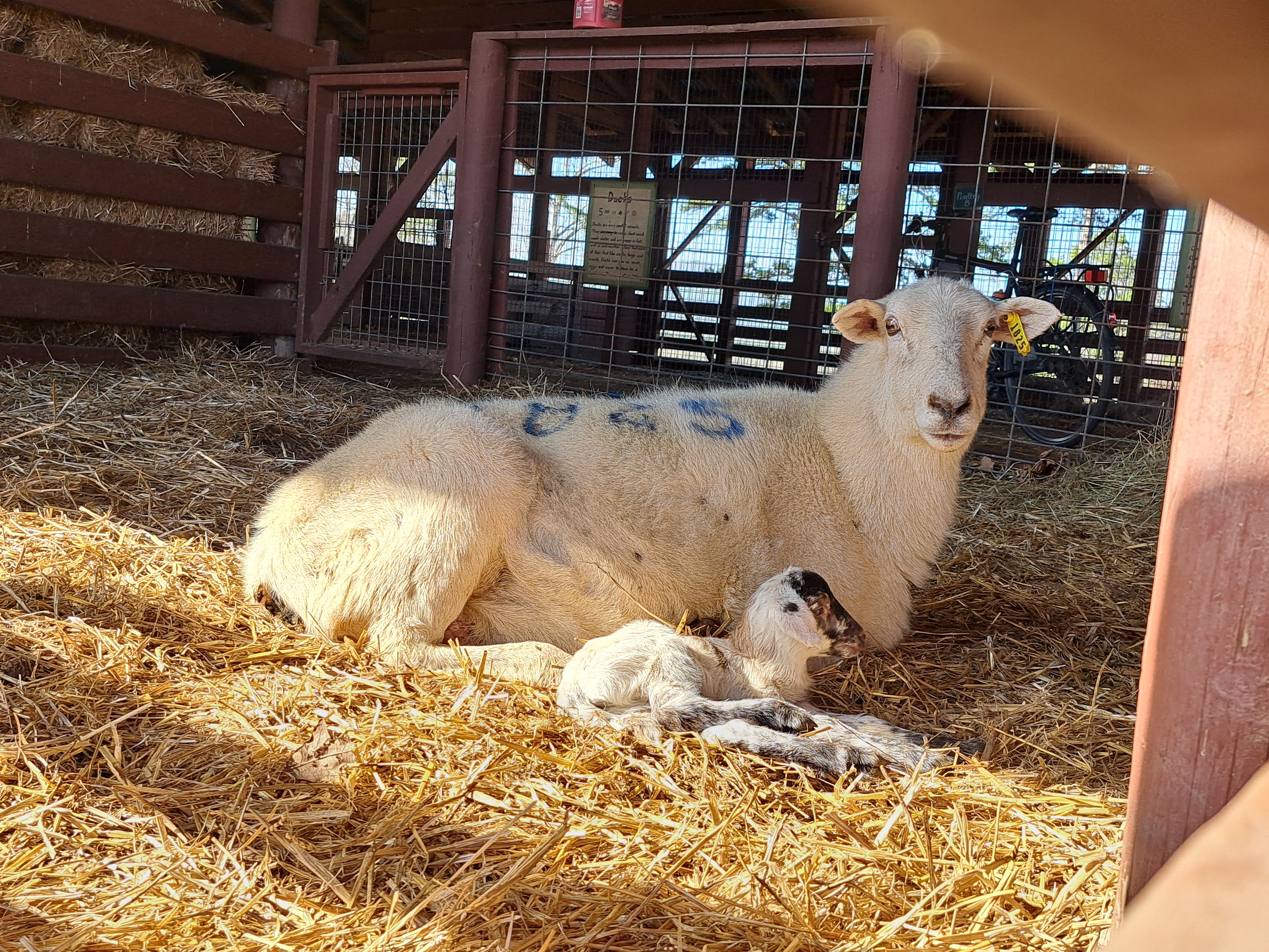 Ewe and lamb in the barn