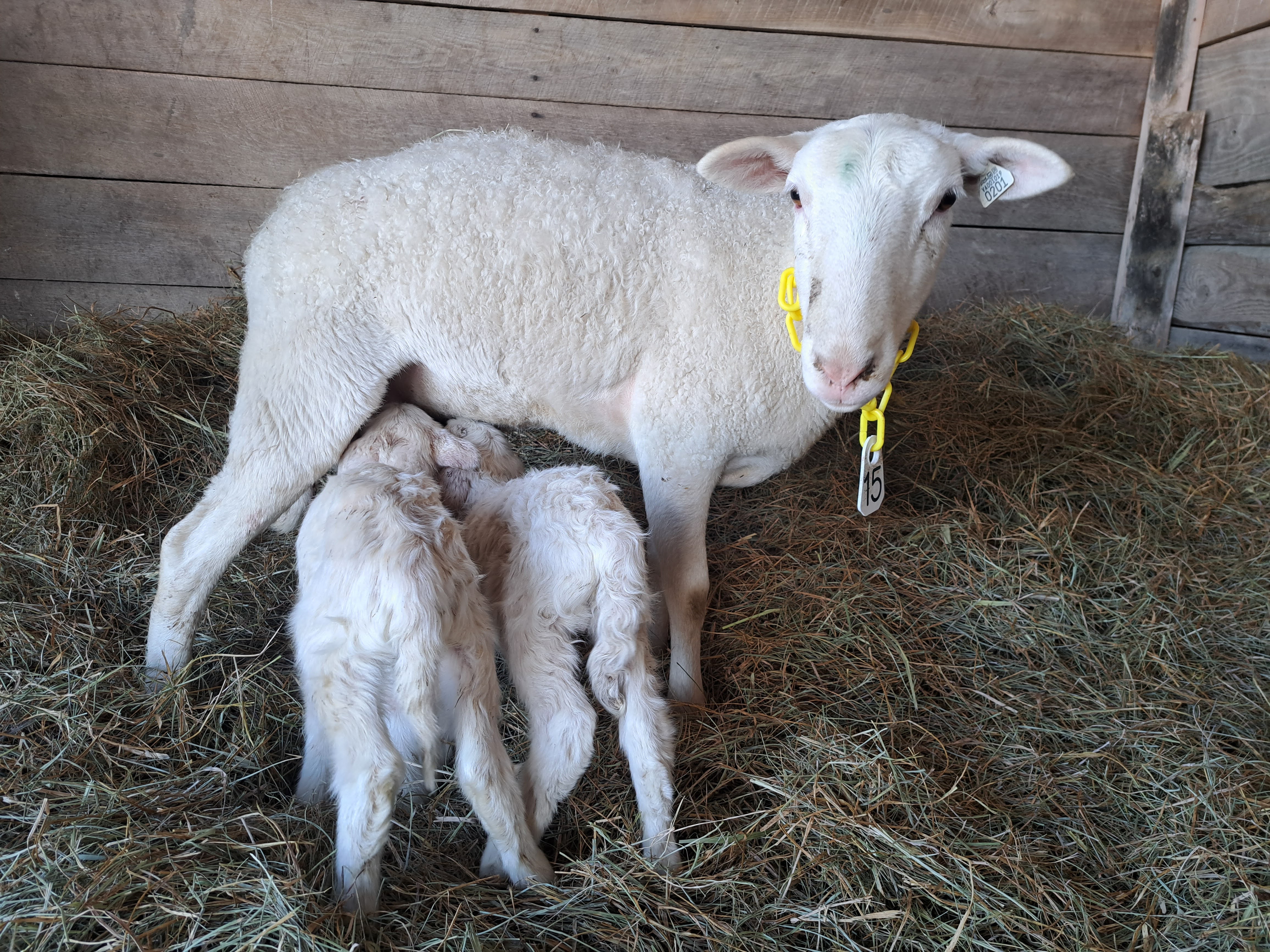 Ewe nursing newborn twin lambs