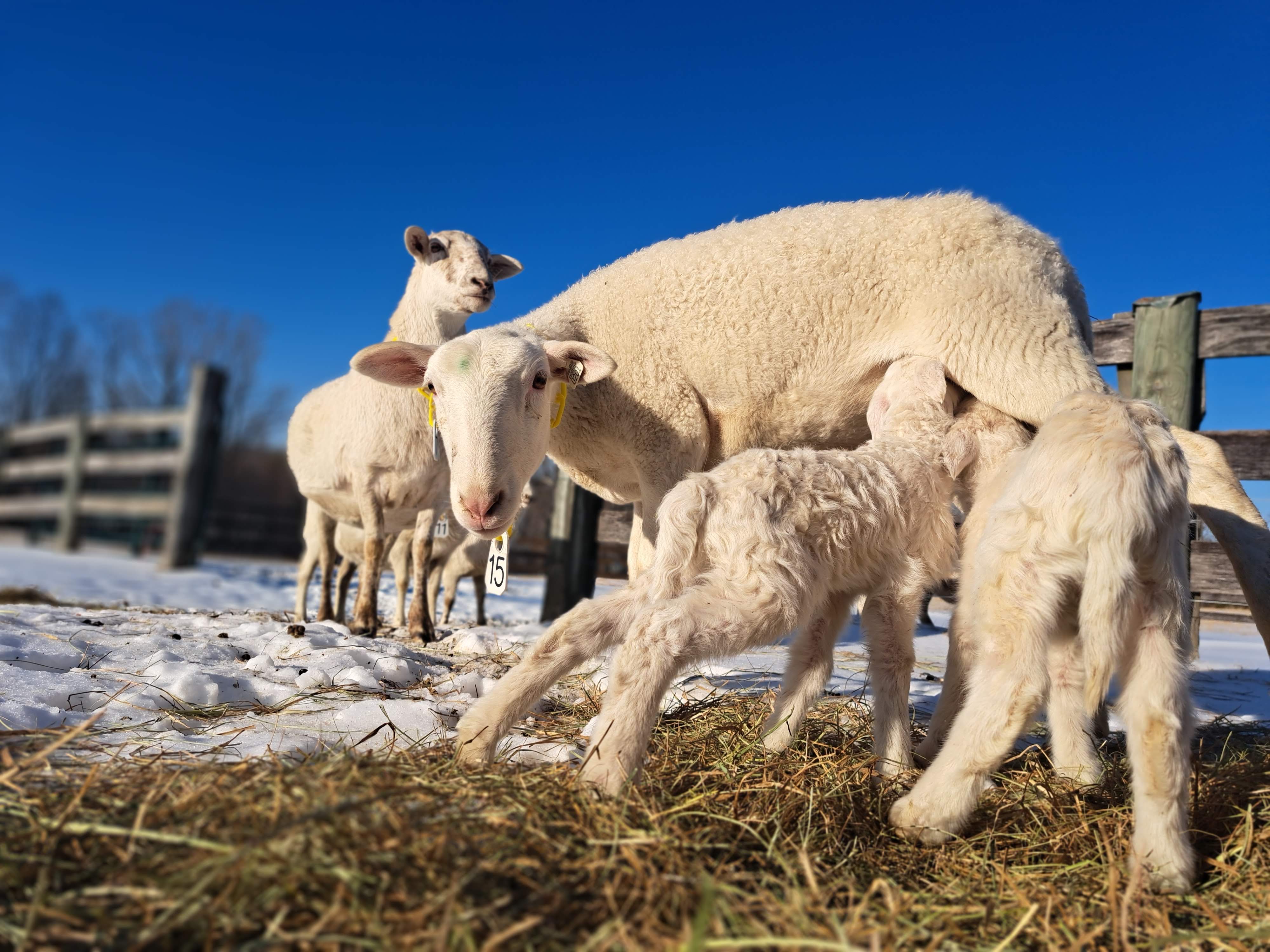 St. Croix ewes and lambs on a bright winter morning at Forza Ranch
