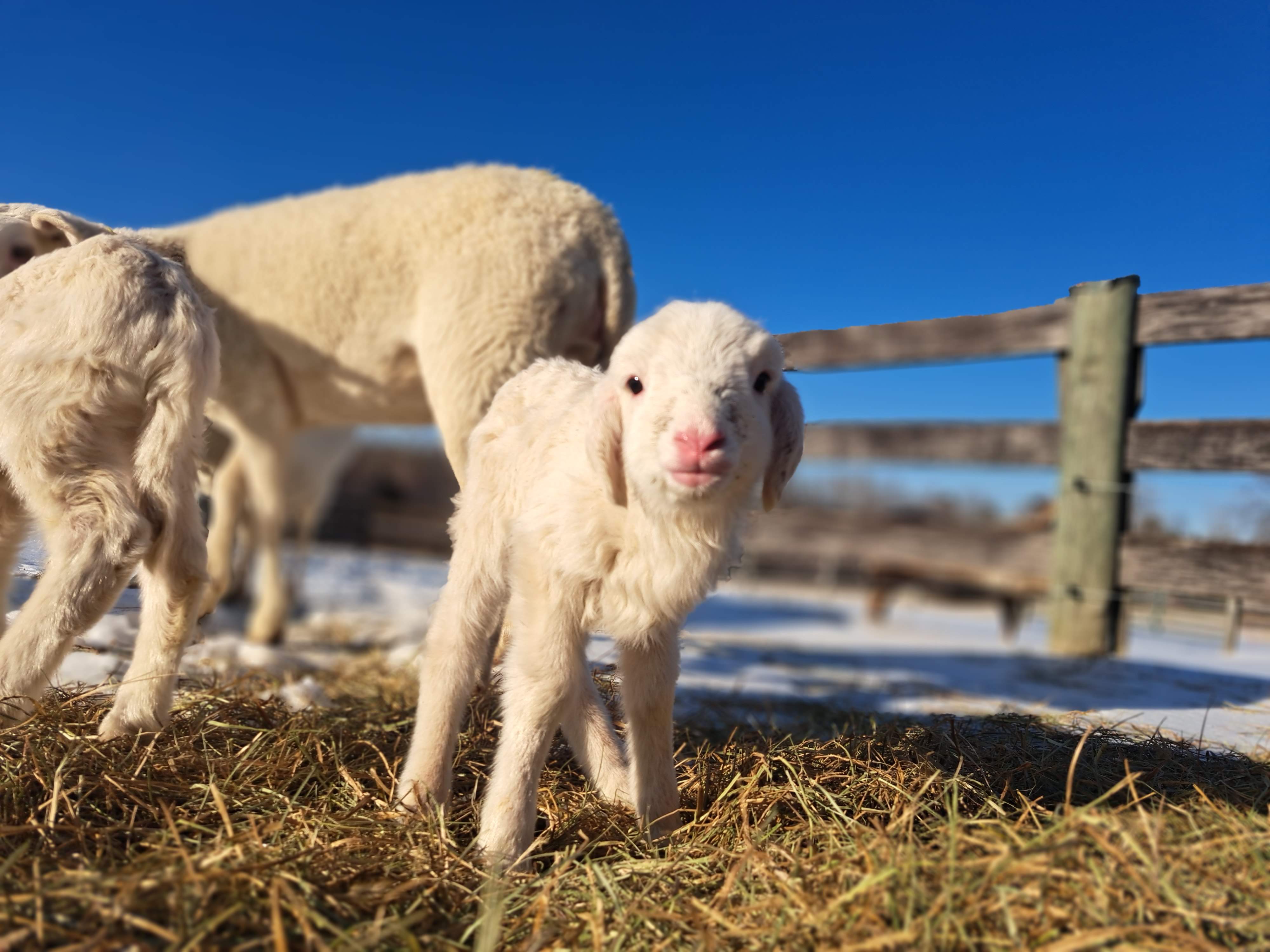 St. Croix lamb against blue sky