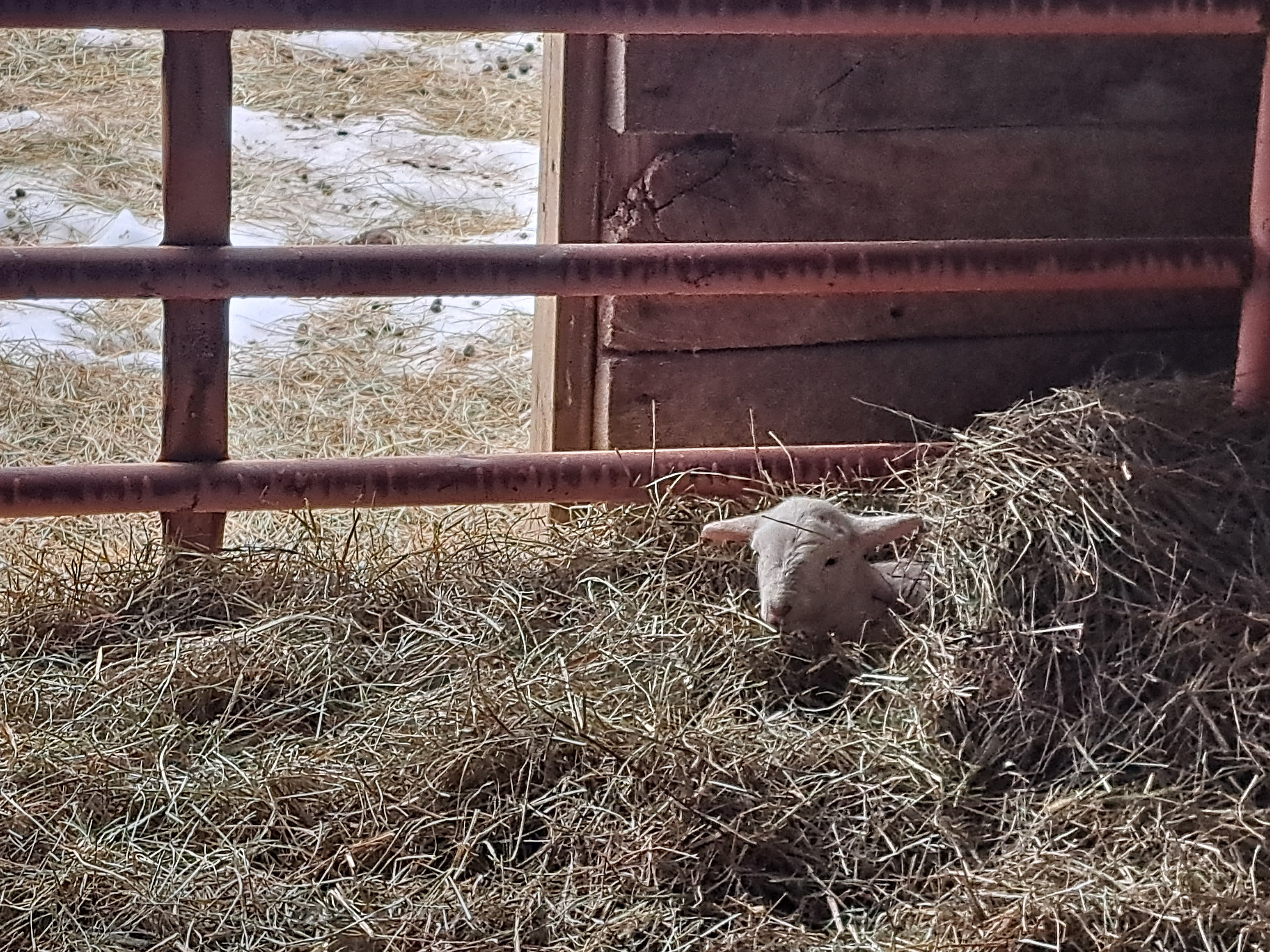 Lamb peeking through barn gate in straw