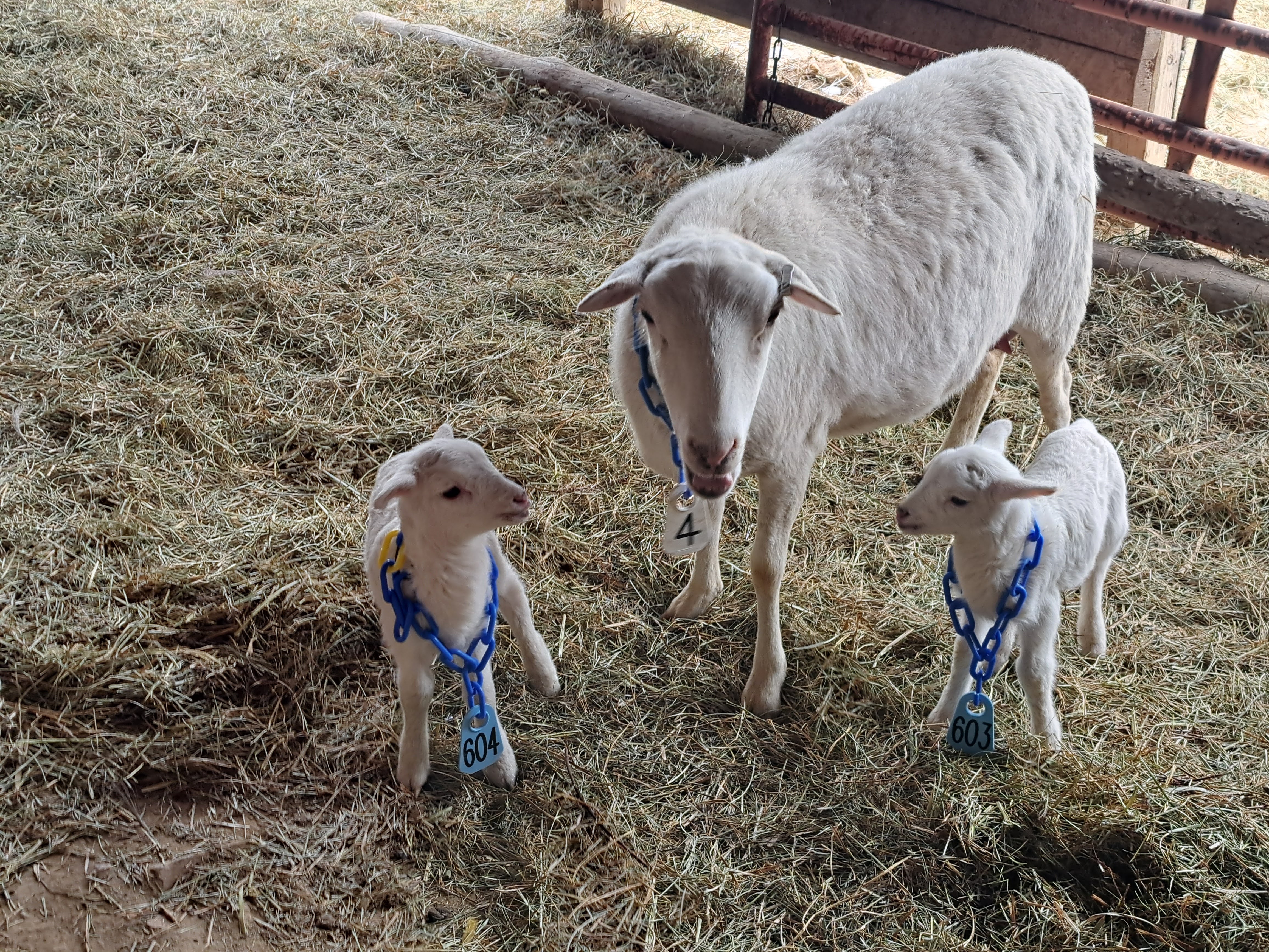 St. Croix ewe with twin lambs in the barn