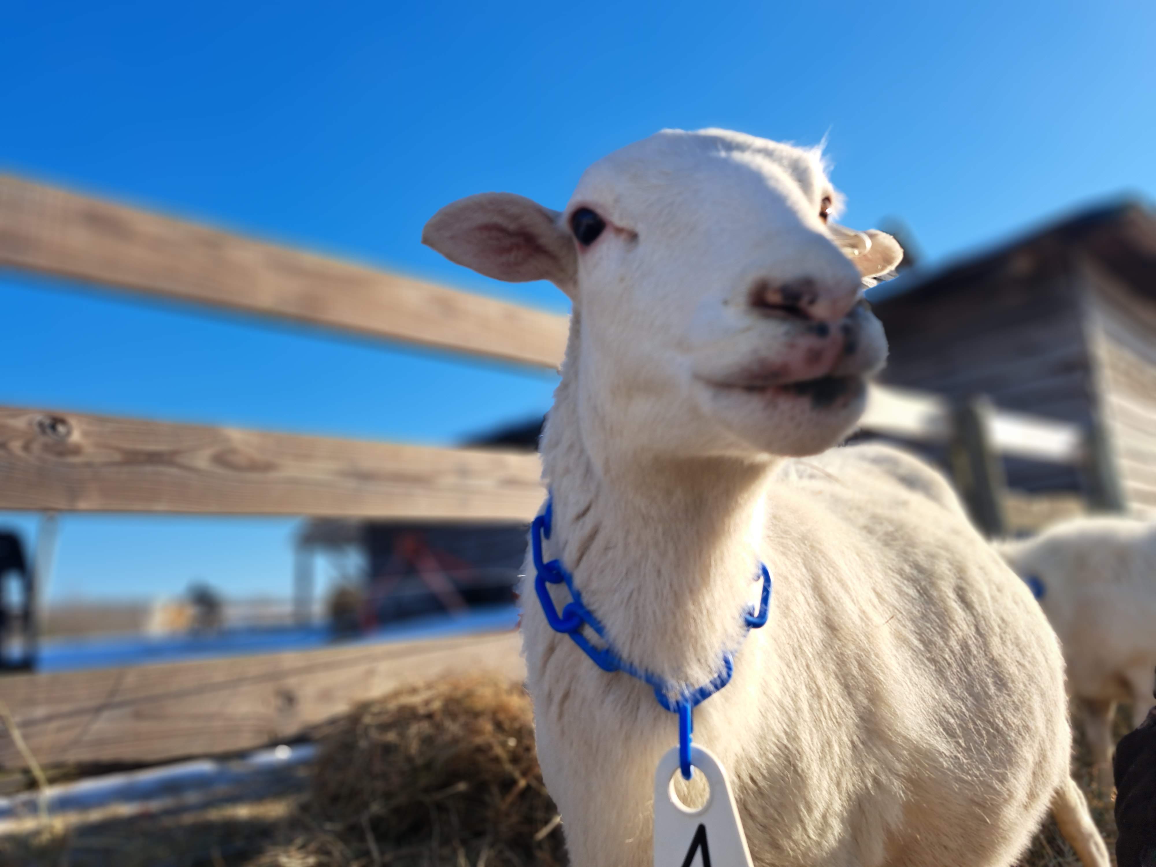 St. Croix sheep at golden hour on the Forza Ranch pasture