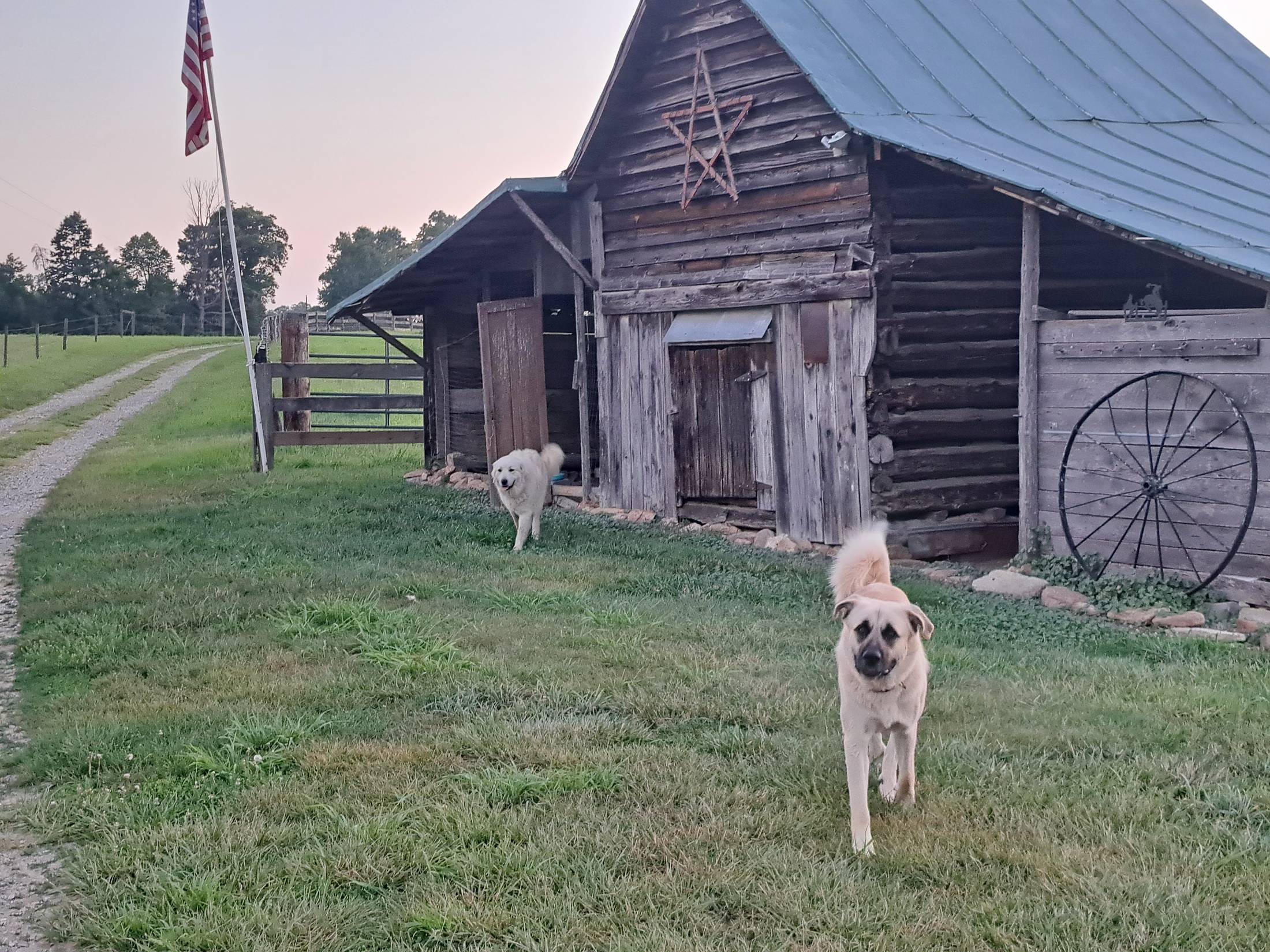 Two of the Forza Ranch guardian dogs standing watch by the barn at dusk