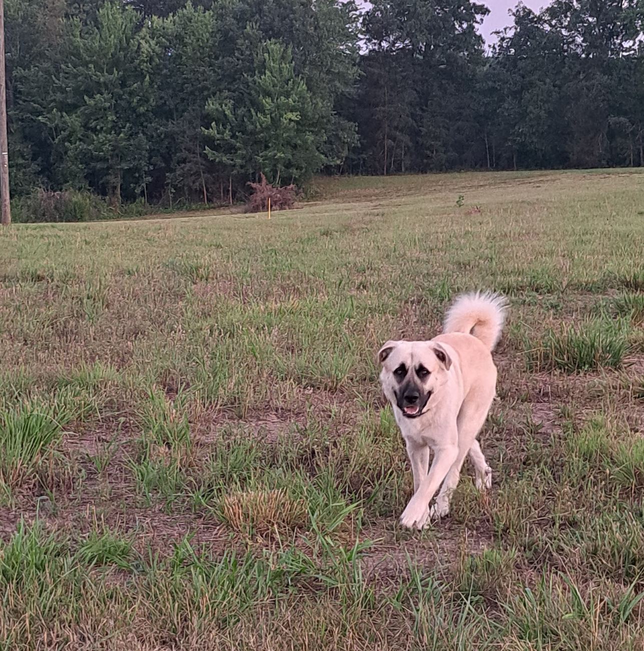A young, happy Forza Ranch guardian dog with tongue out in the grass