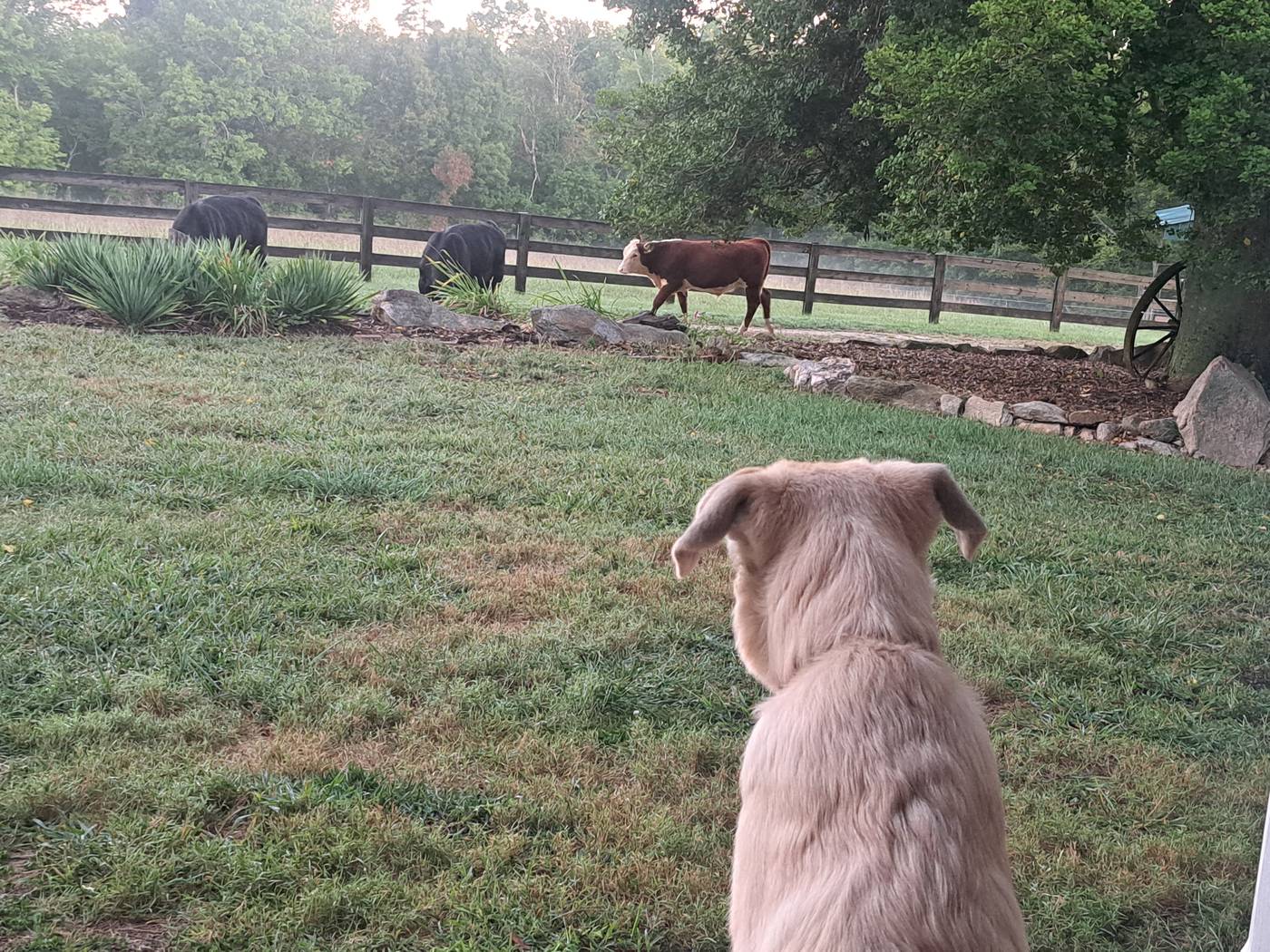 A Forza Ranch guardian dog resting watchfully in the pasture