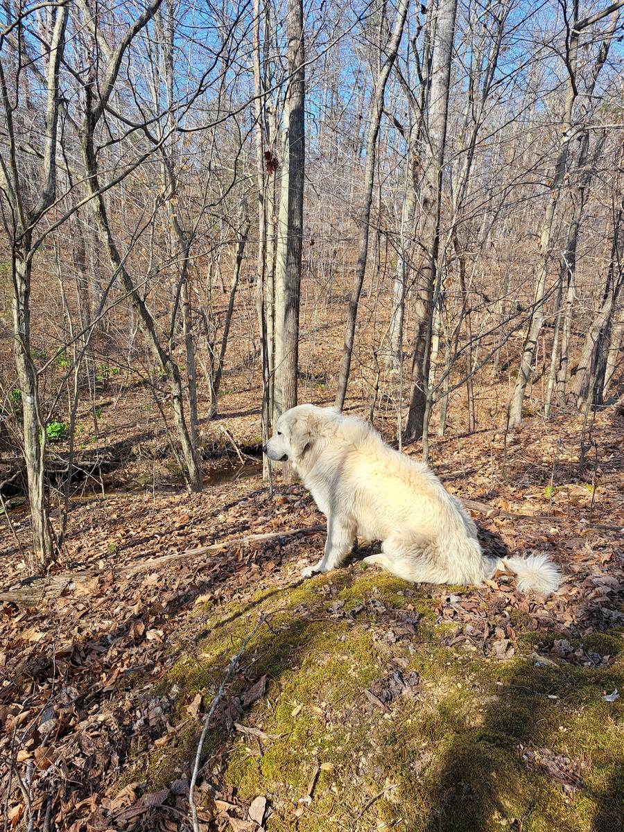 A Forza Ranch guardian dog sitting watch at the edge of the woods